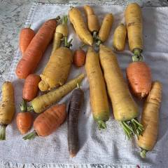 carrots on a white cloth
